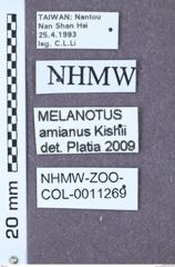 Etikett zu Melanotus amianus (Kishii, 1992)